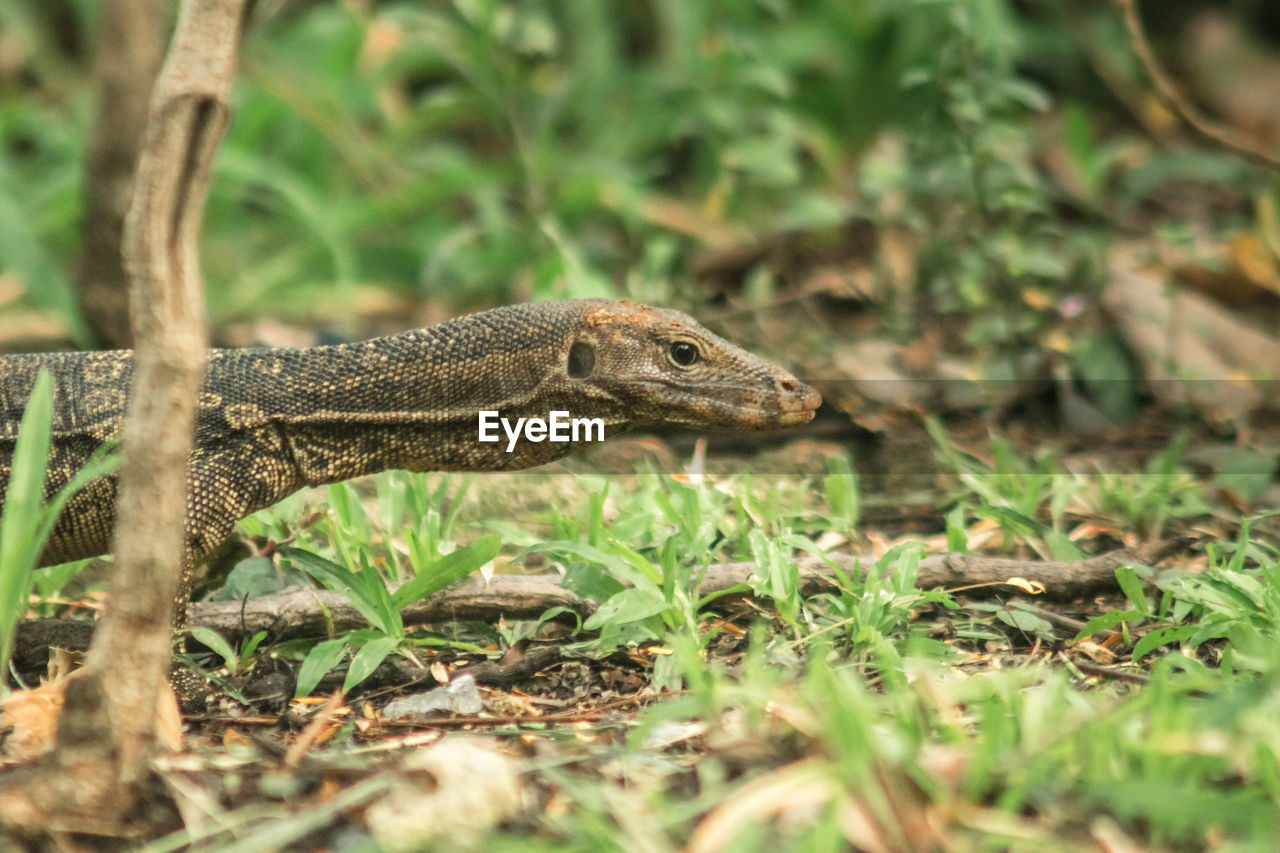 animal themes, animal, animal wildlife, one animal, wildlife, reptile, wall lizard, plant, nature, no people, lizard, land, grass, environment, selective focus, animal body part, outdoors, day, side view, tree, forest, travel destinations