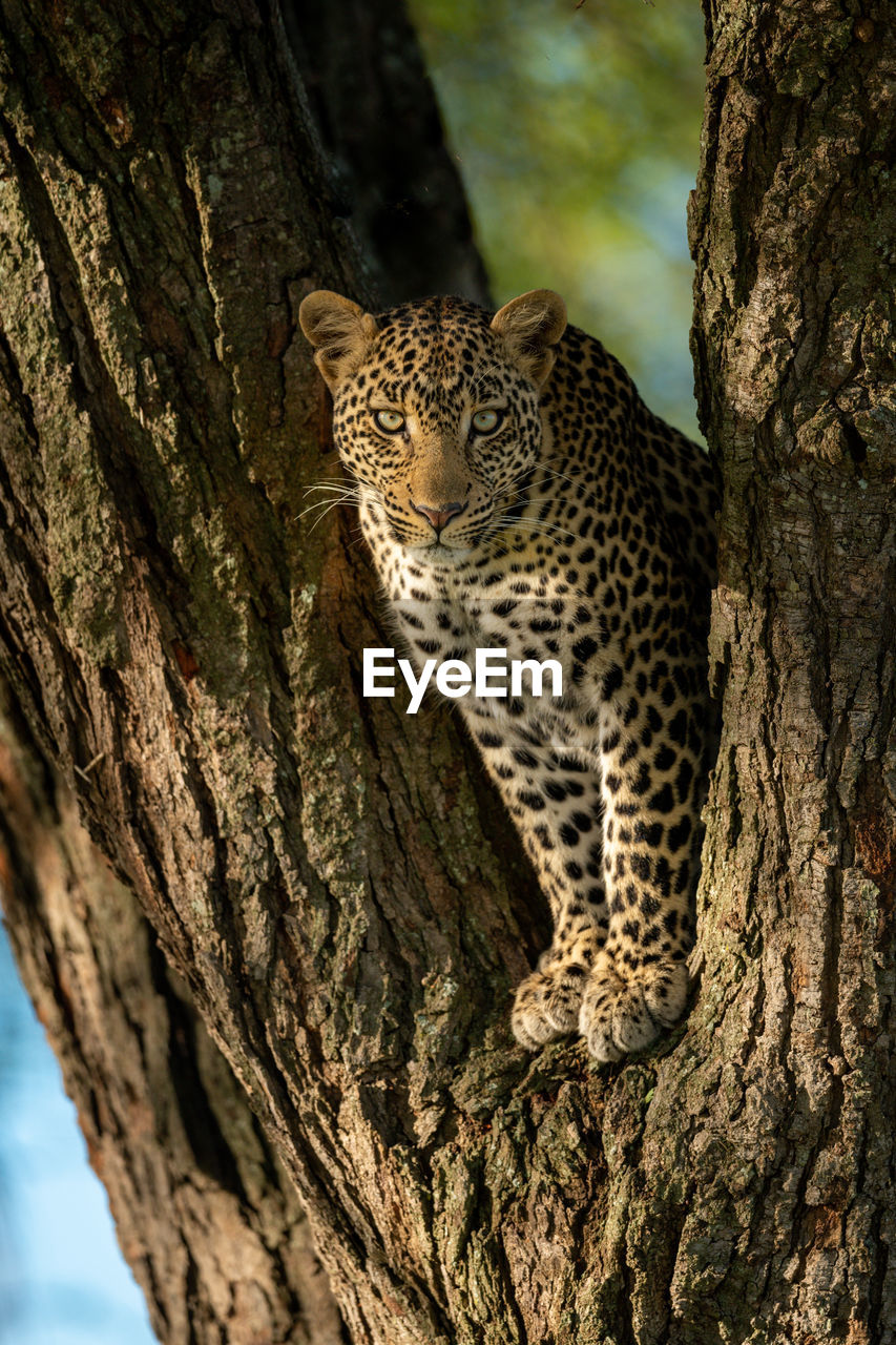 Leopard looks down from fork of tree