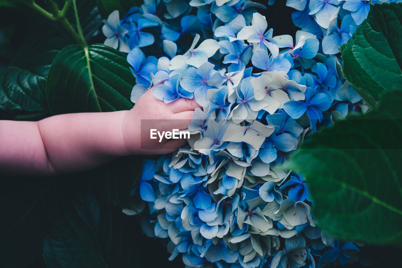 Cropped hand of baby touching hydrangeas blooming outdoors