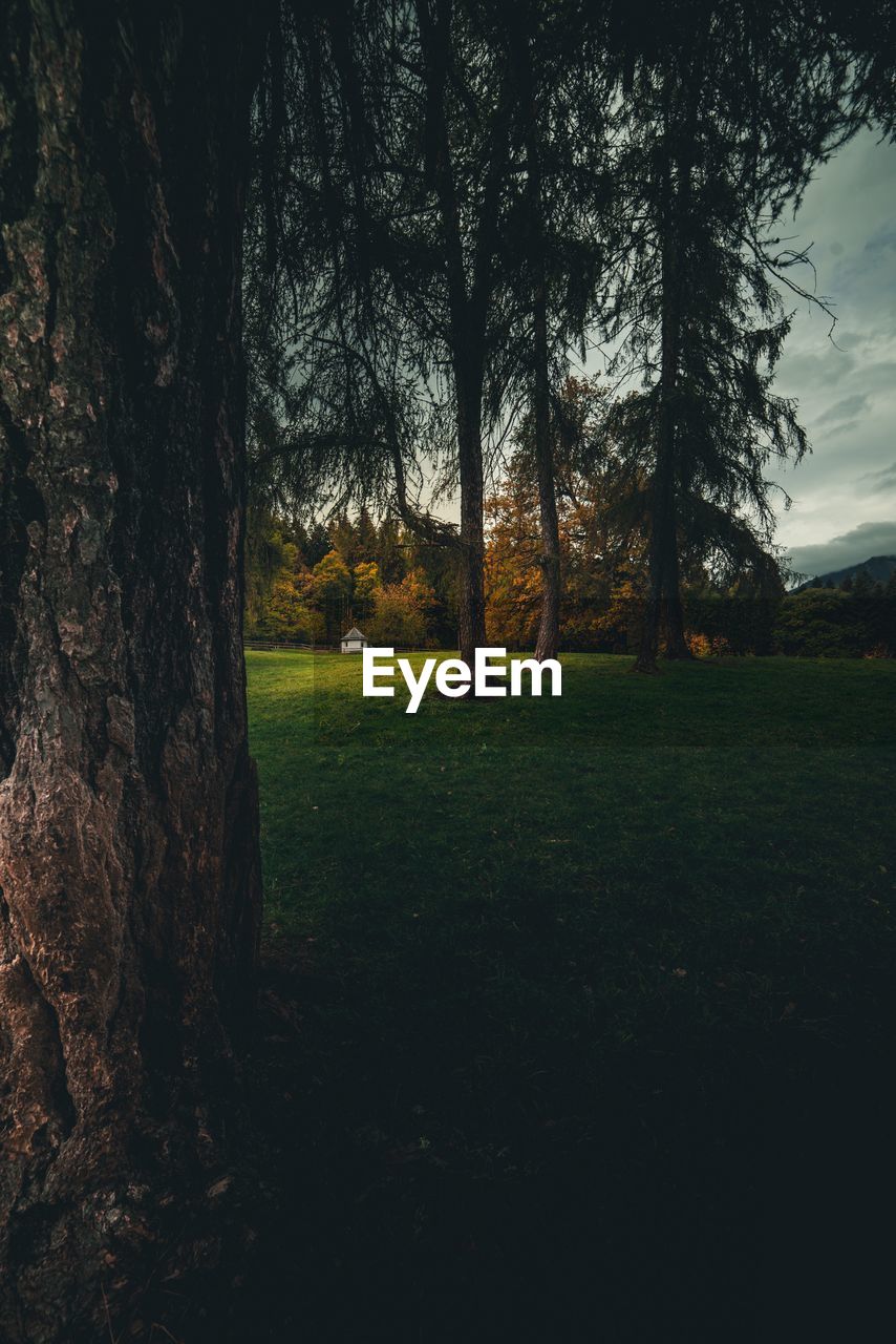 TREES GROWING IN FIELD