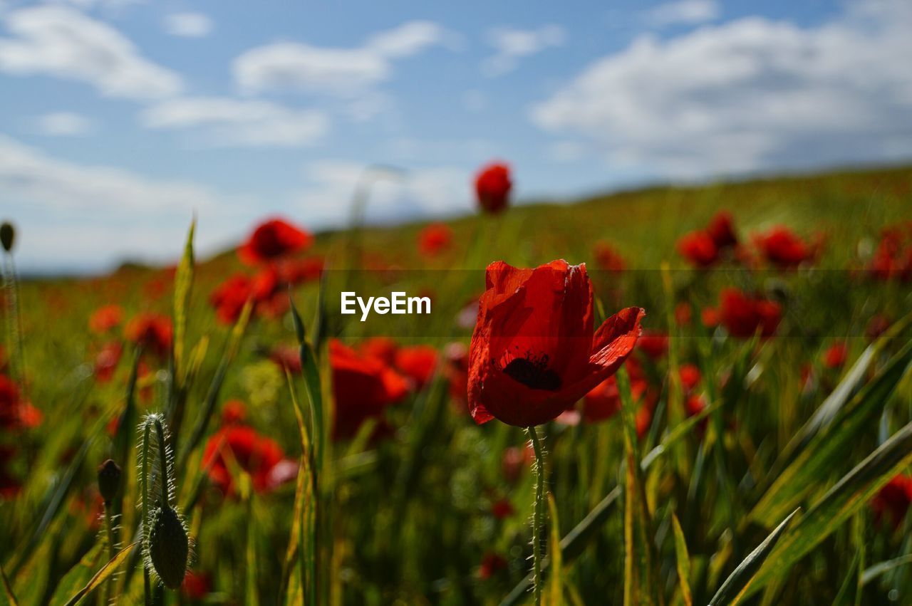 CLOSE-UP OF RED POPPY FLOWERS BLOOMING IN FIELD