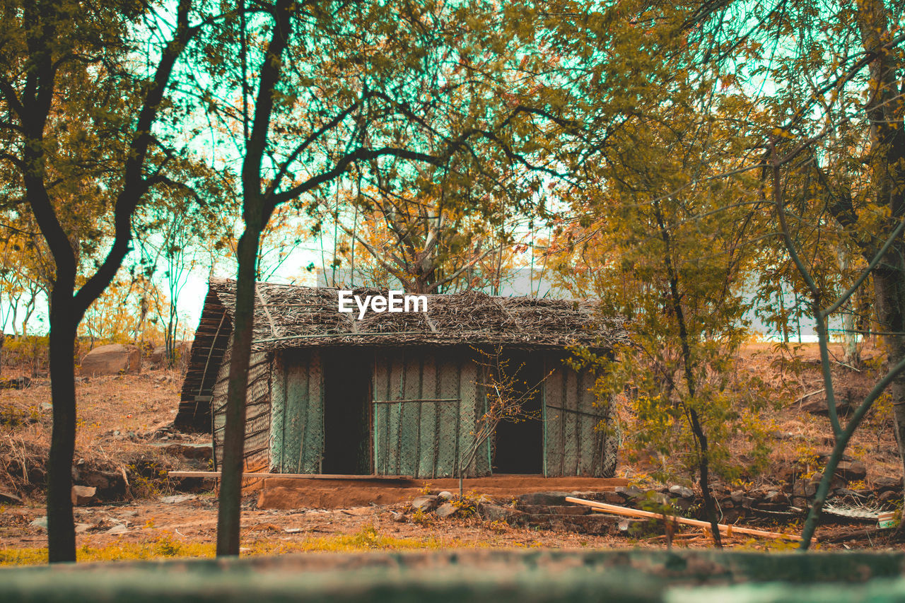 ABANDONED HOUSE AMIDST TREES IN FOREST DURING AUTUMN