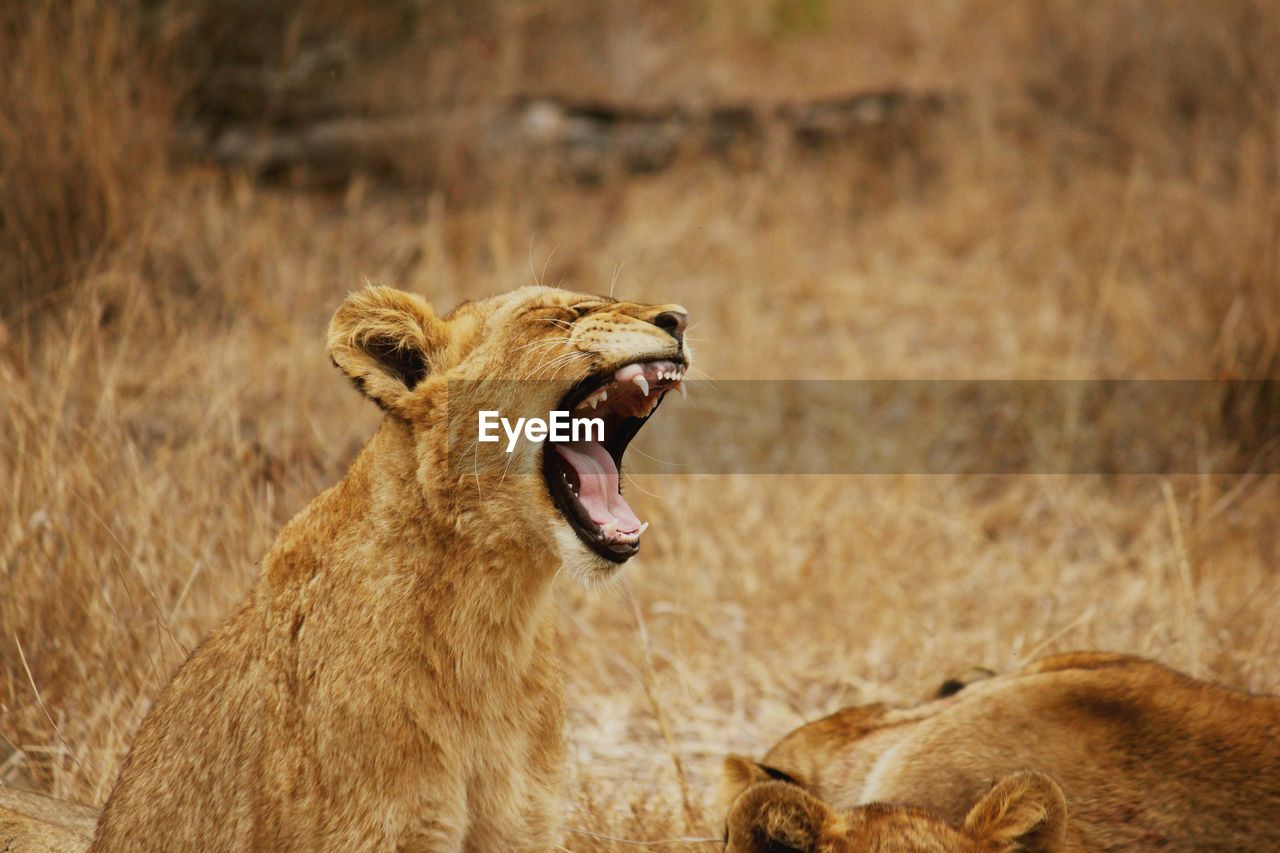 Lioness yawning on field