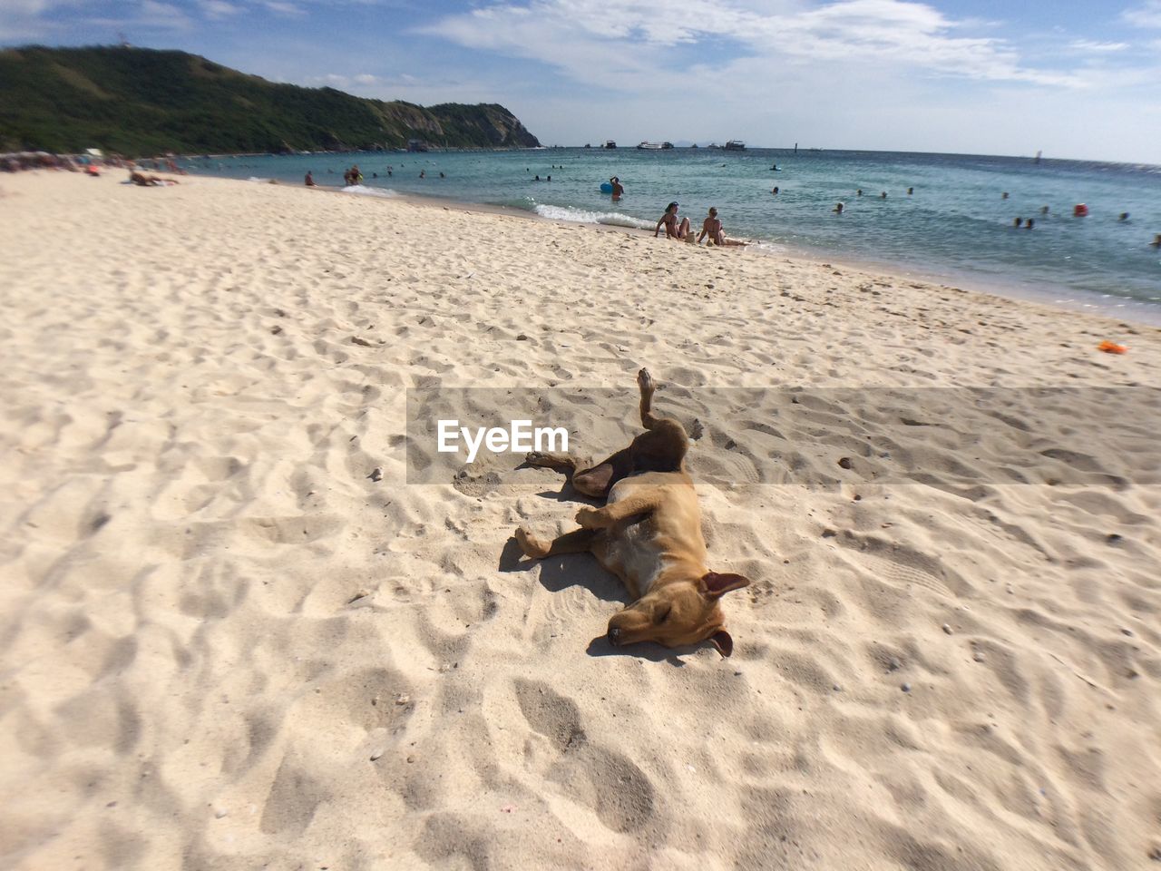 DOGS ON BEACH