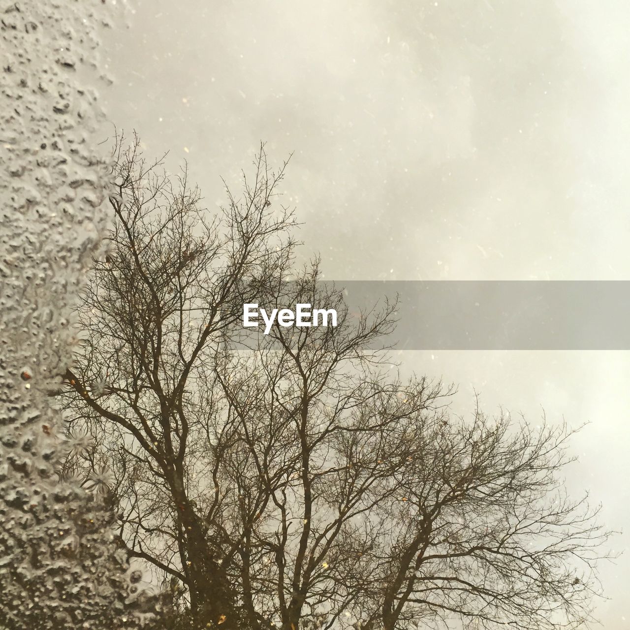 LOW ANGLE VIEW OF BARE TREES AGAINST SKY