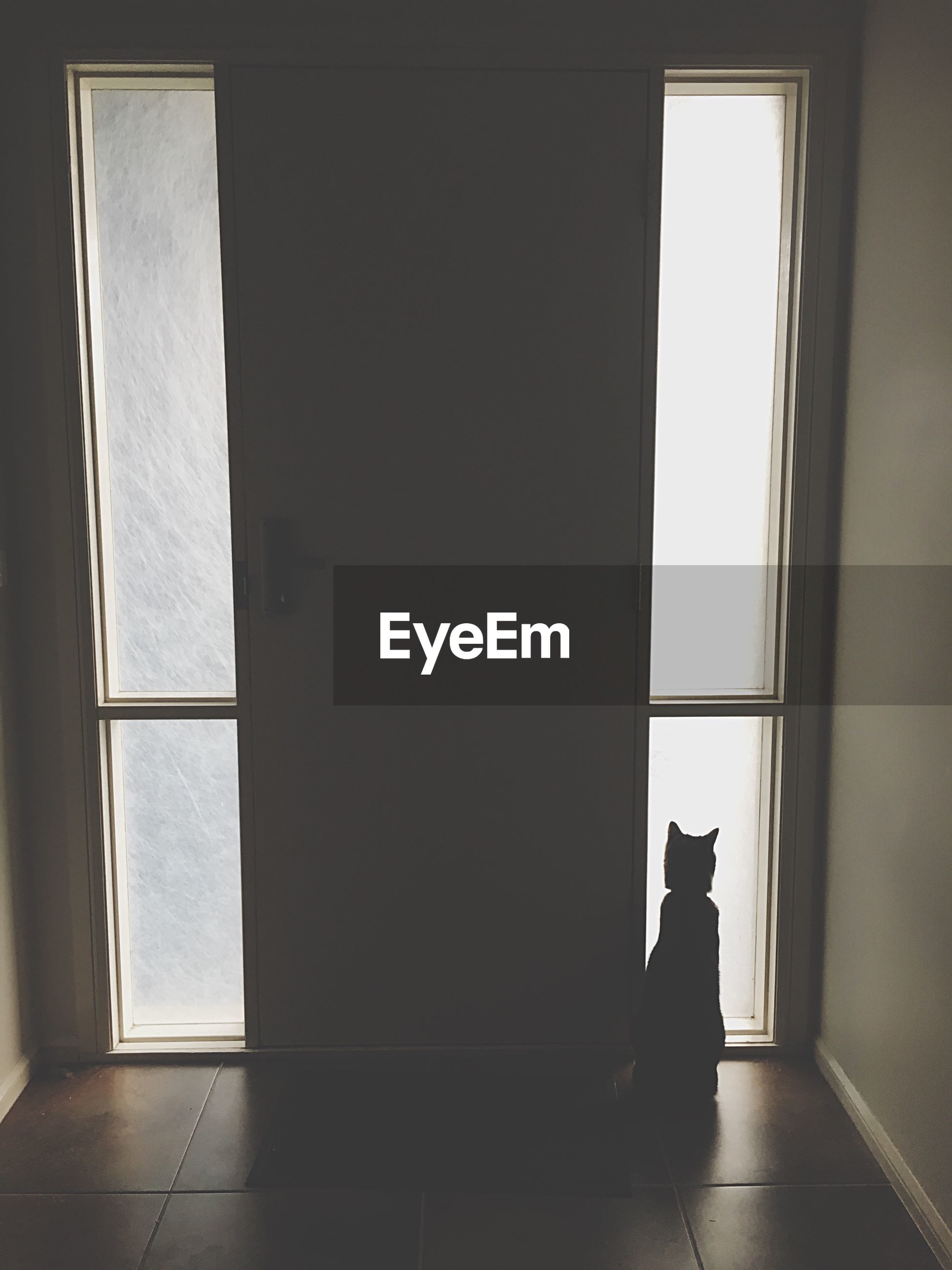 Window Door Indoors Hallway Cat Shadows Lights Eyeem