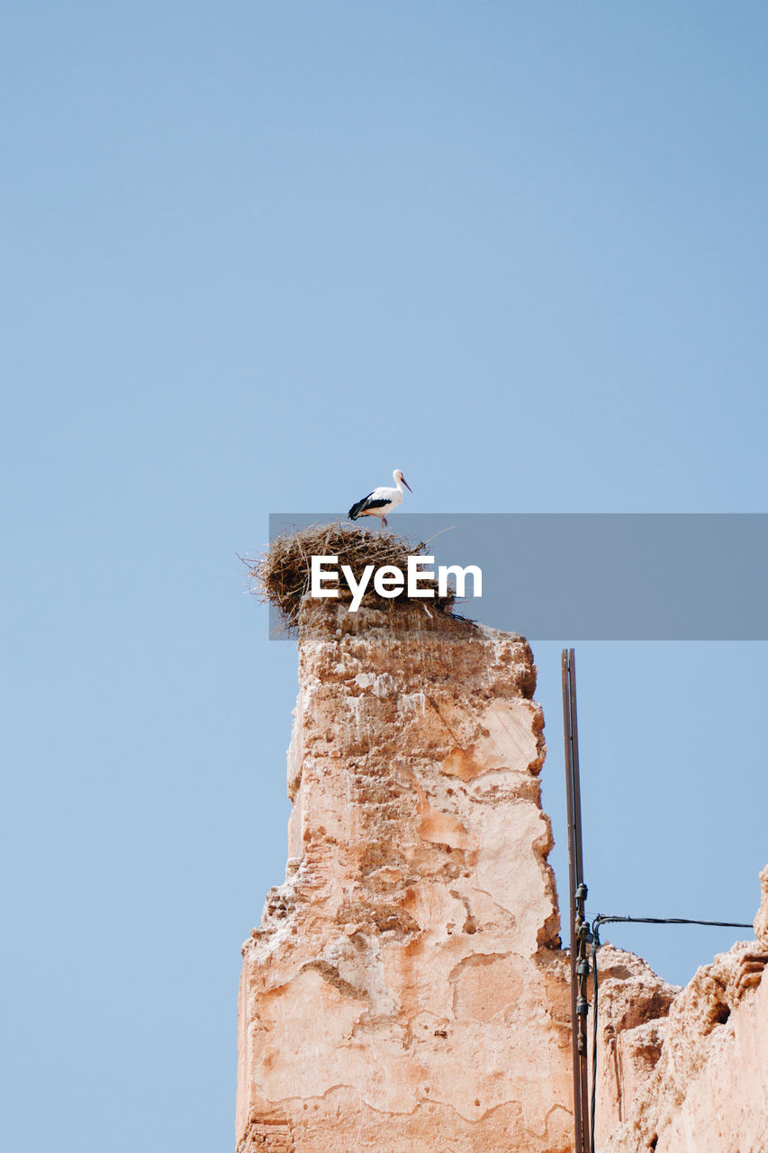 animal themes, animal, bird, clear sky, animal wildlife, sky, wildlife, blue, nature, sunny, no people, one animal, copy space, day, architecture, perching, low angle view, built structure, outdoors, animal nest, tower, stork, travel destinations, building exterior, sunlight