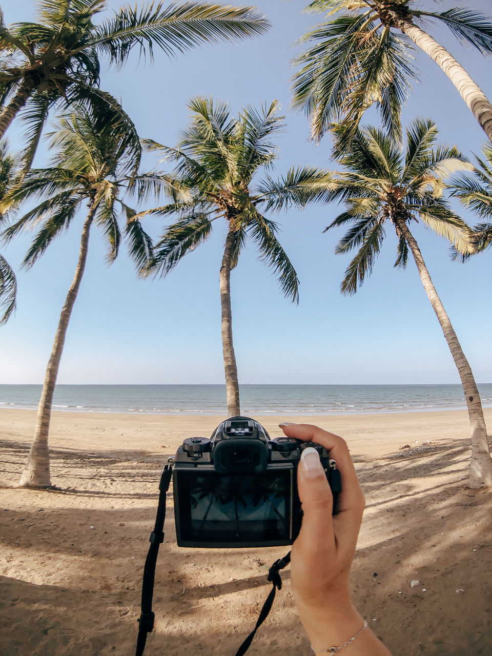 MAN PHOTOGRAPHING PALM TREE ON BEACH