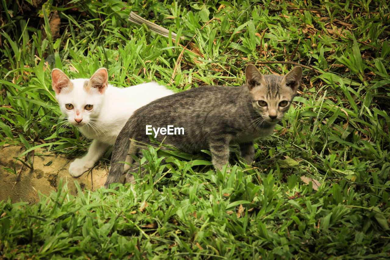 PORTRAIT OF CATS ON GRASS