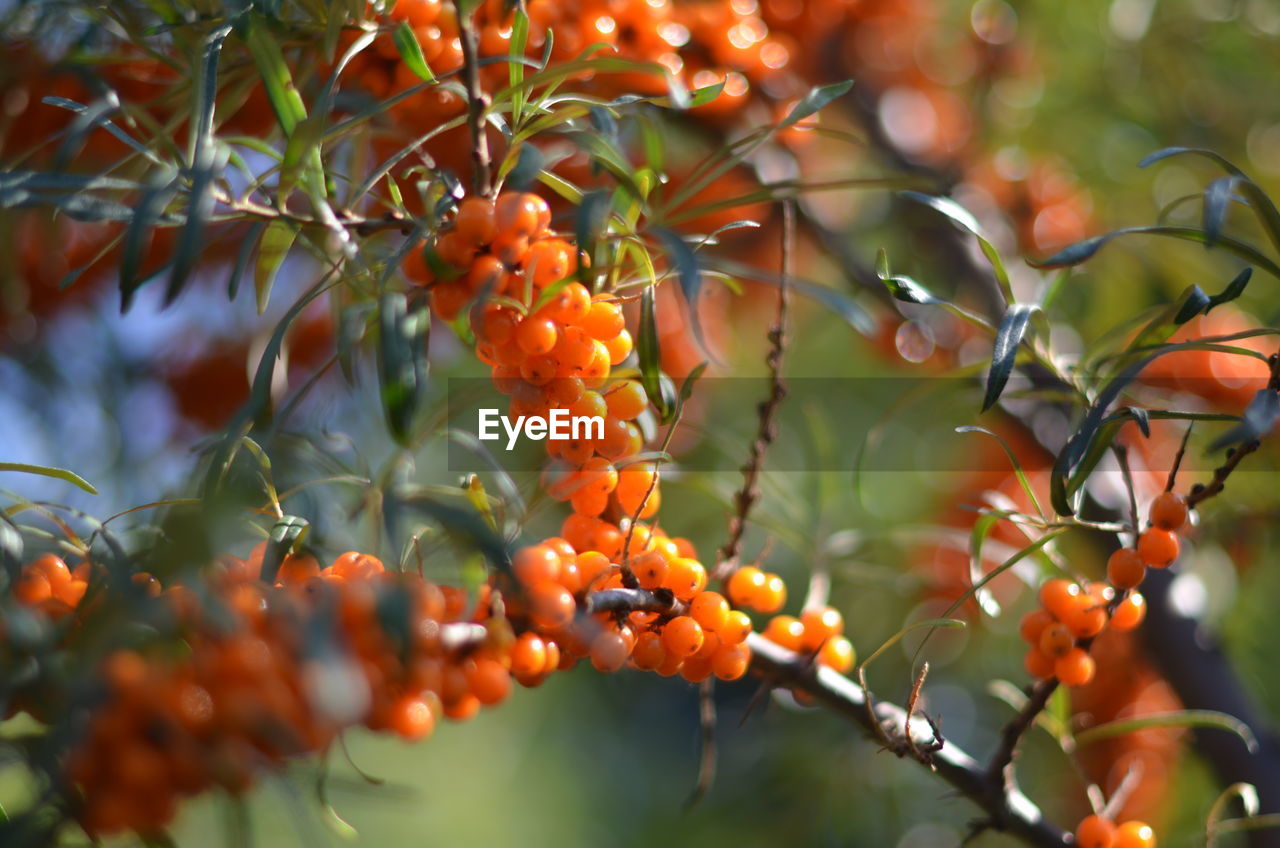 CLOSE-UP OF BERRIES ON TREE