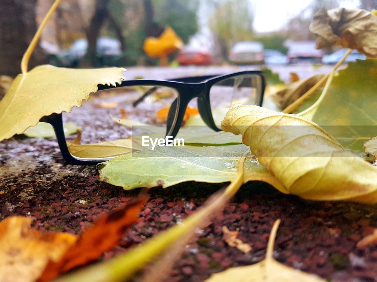 CLOSE-UP OF SUNGLASSES AND LEAVES