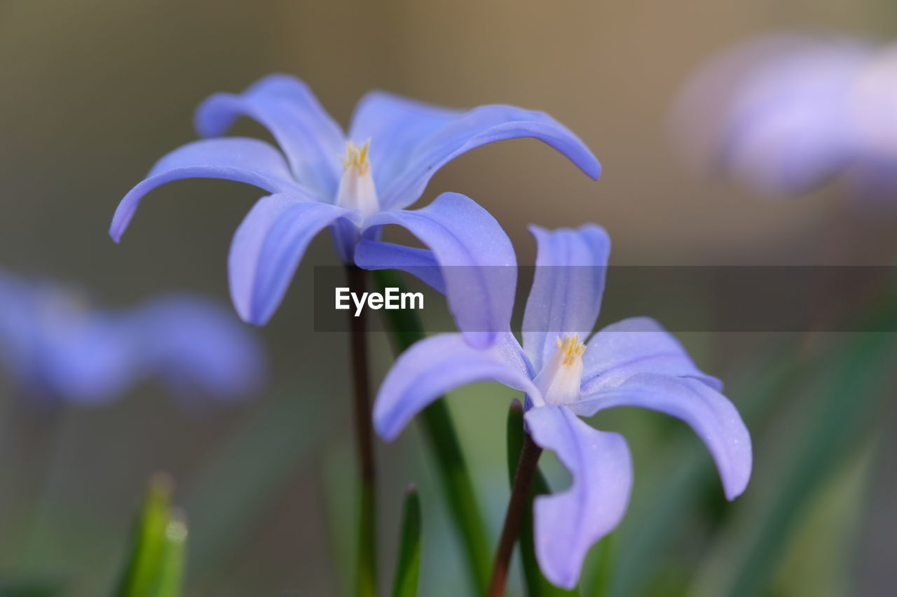 Close-up of purple flowering plant