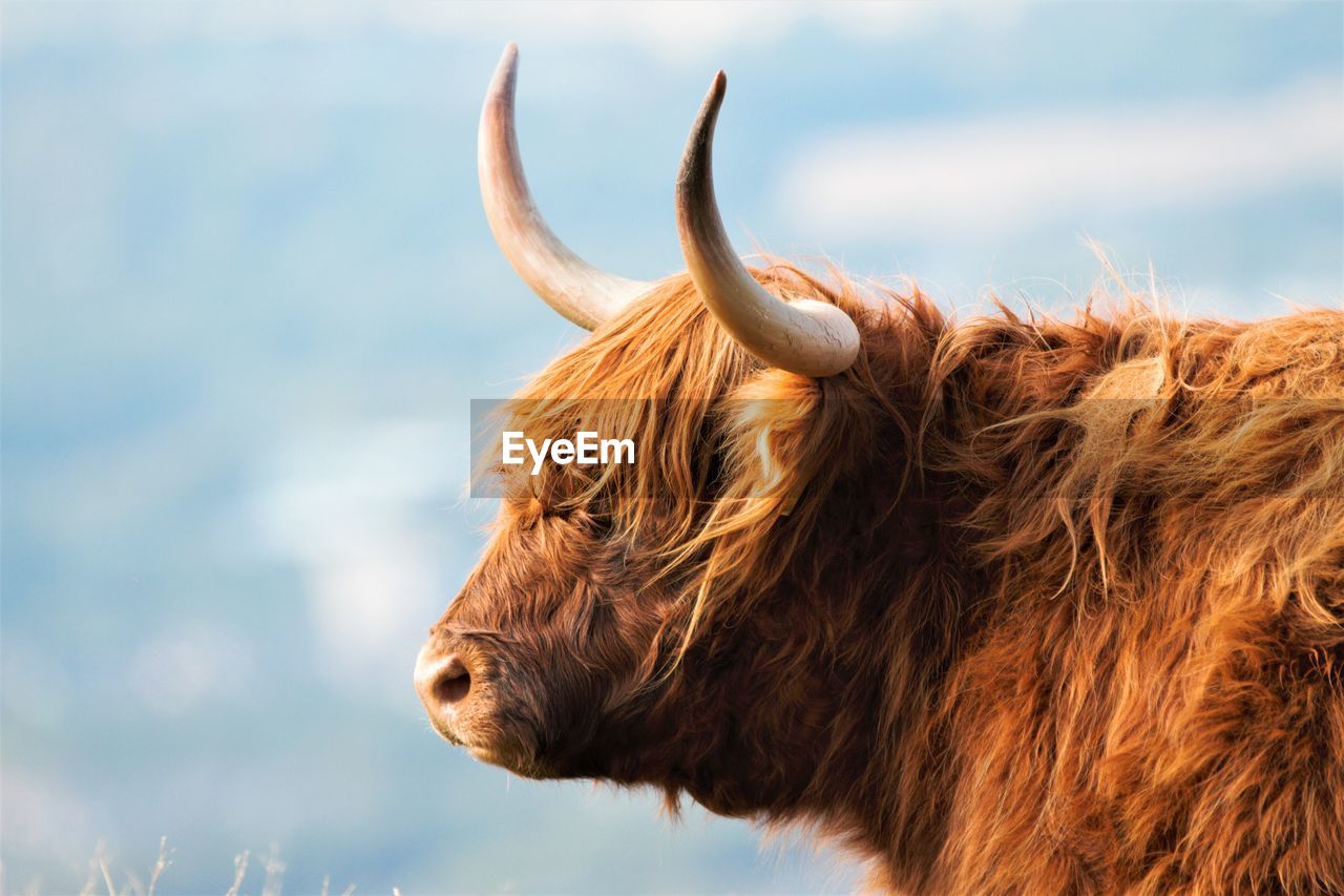 Close-up of a highland cow against the sky