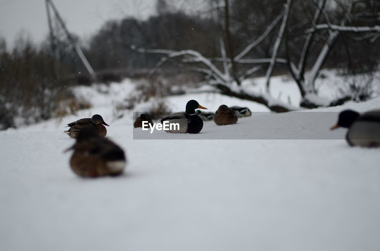 VIEW OF BIRDS ON SNOW COVERED LANDSCAPE