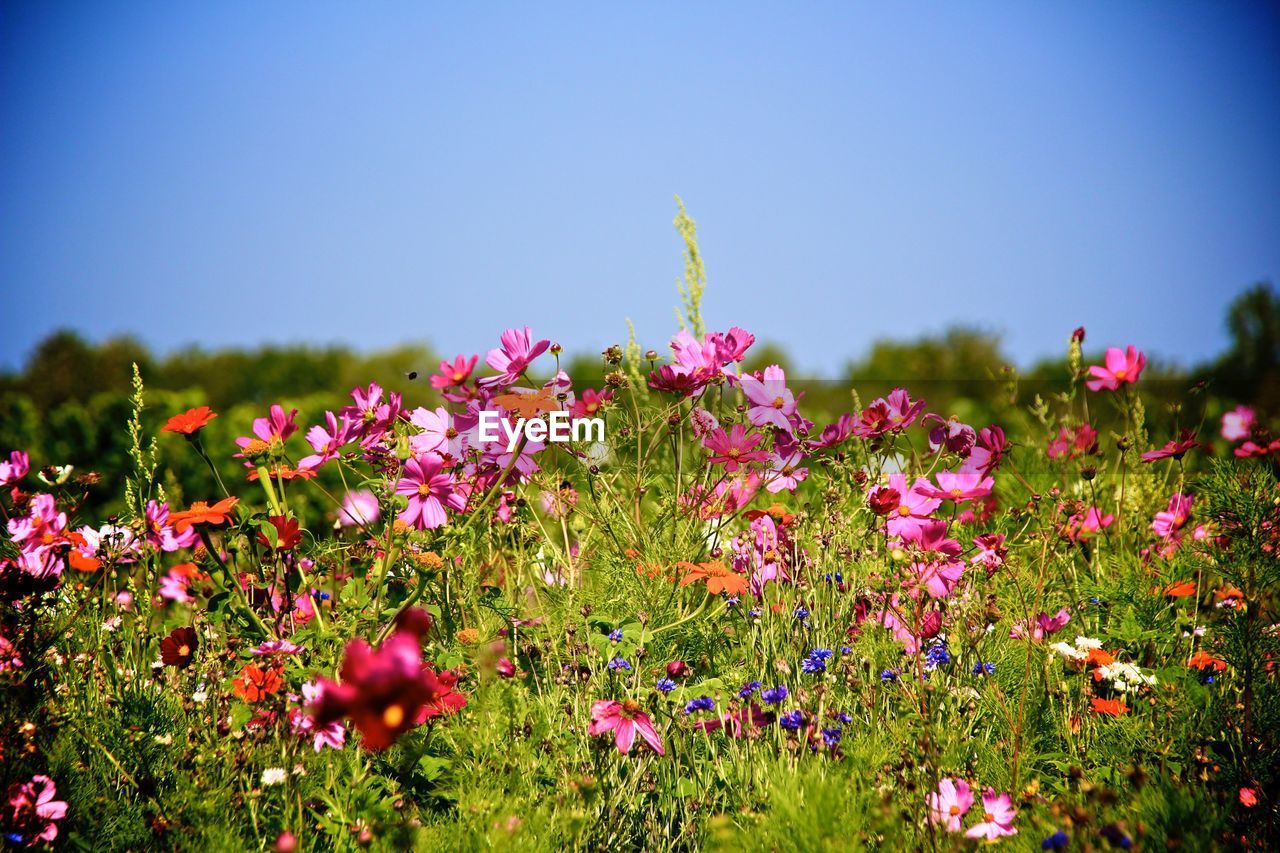 CLOSE-UP OF PINK FLOWERING PLANTS GROWING ON FIELD