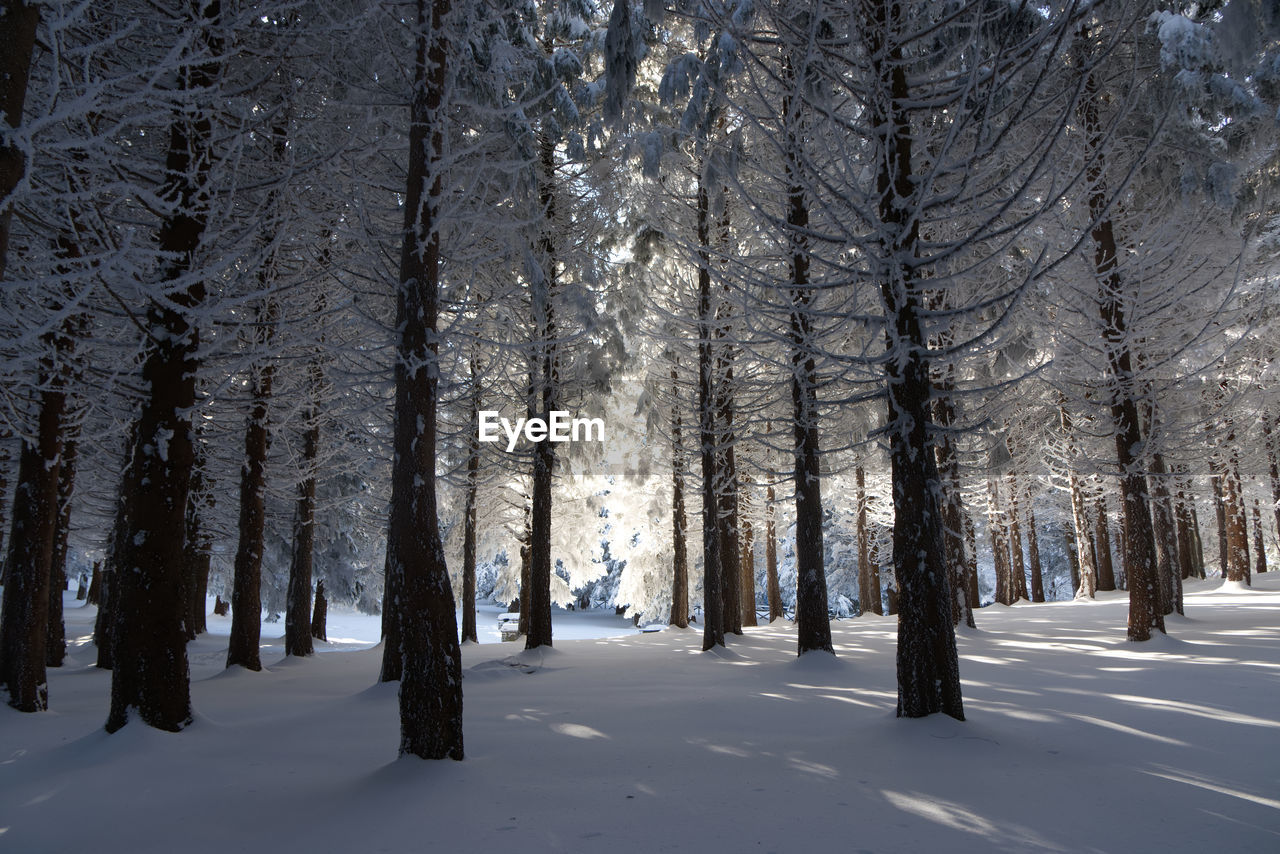 TREES ON SNOW COVERED LAND DURING WINTER