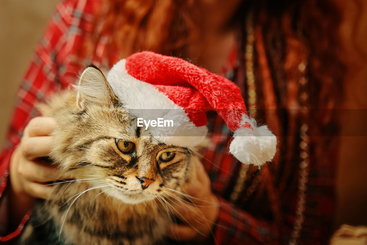 CLOSE-UP OF A CAT ON A CHRISTMAS