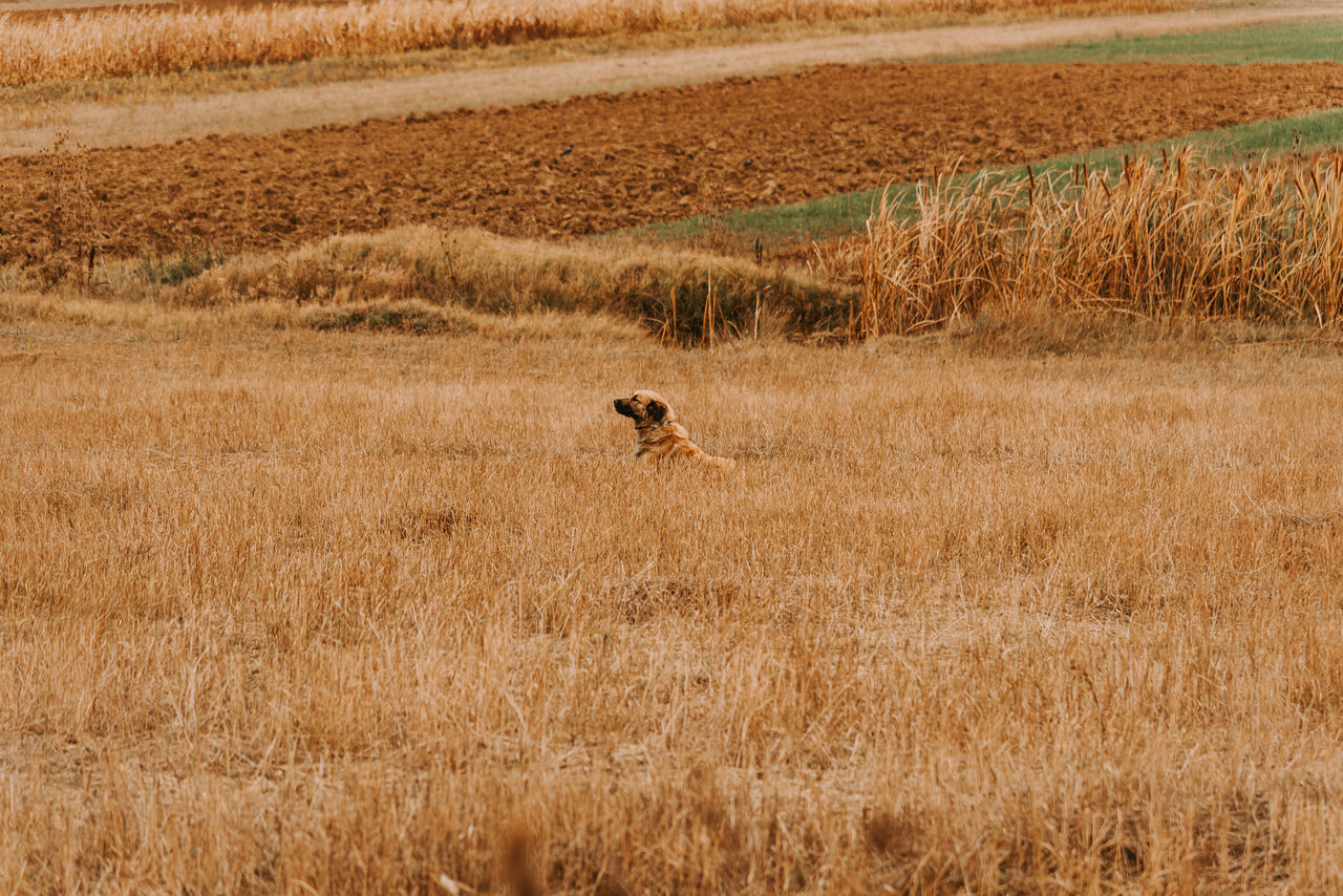 dog running on field