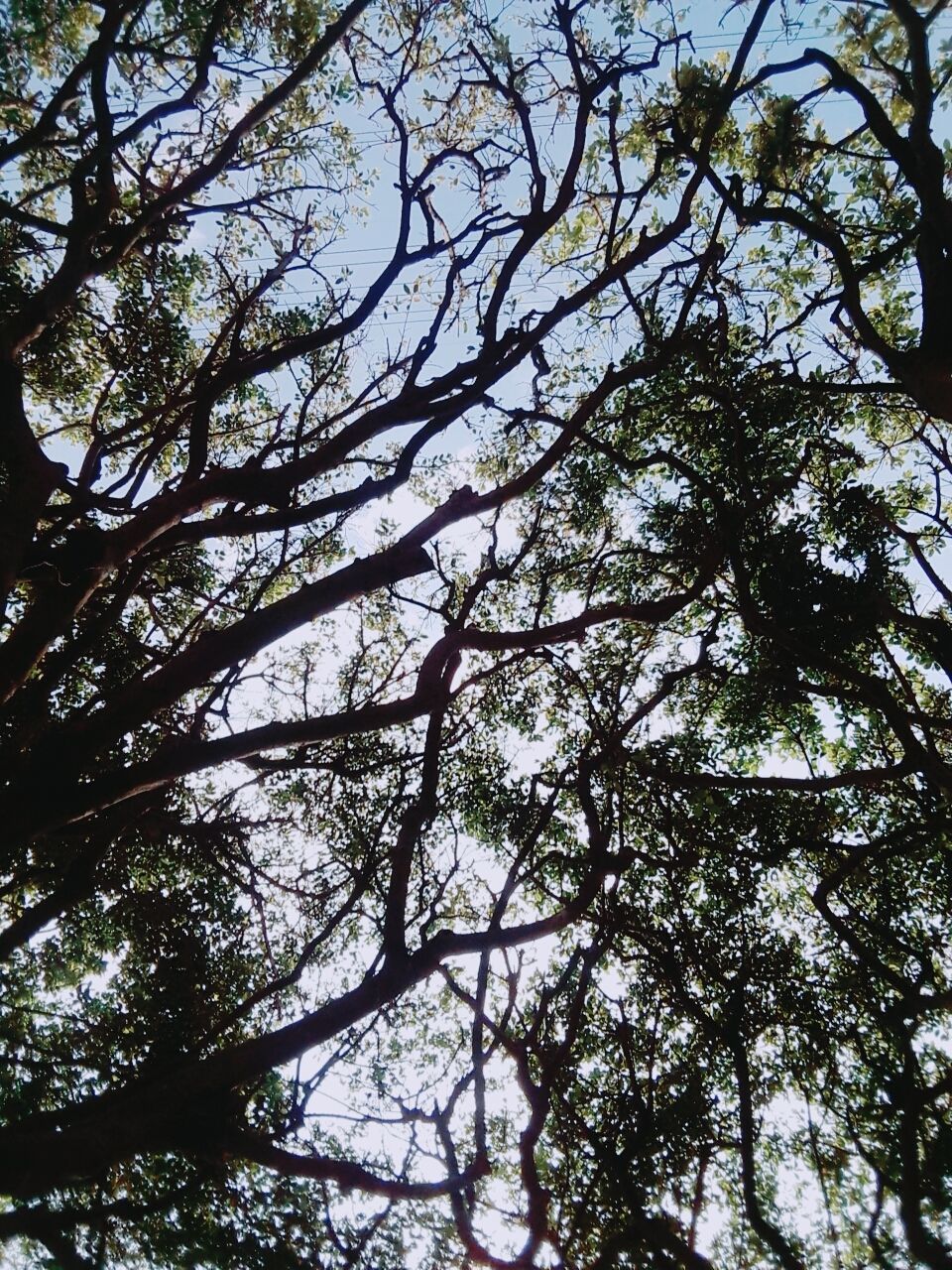 LOW ANGLE VIEW OF TREES AGAINST THE SKY