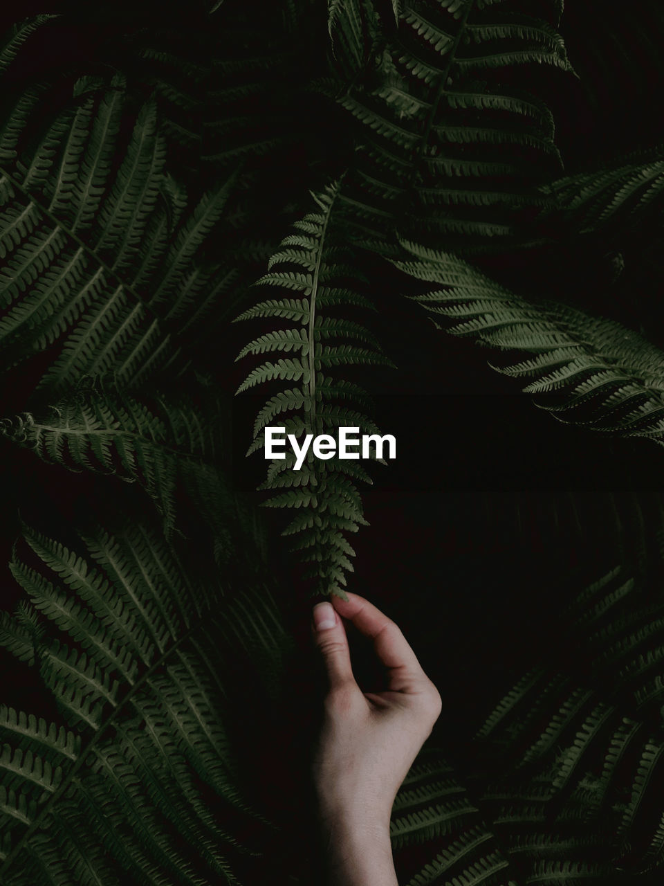 Close-up of person hand holding fern. 