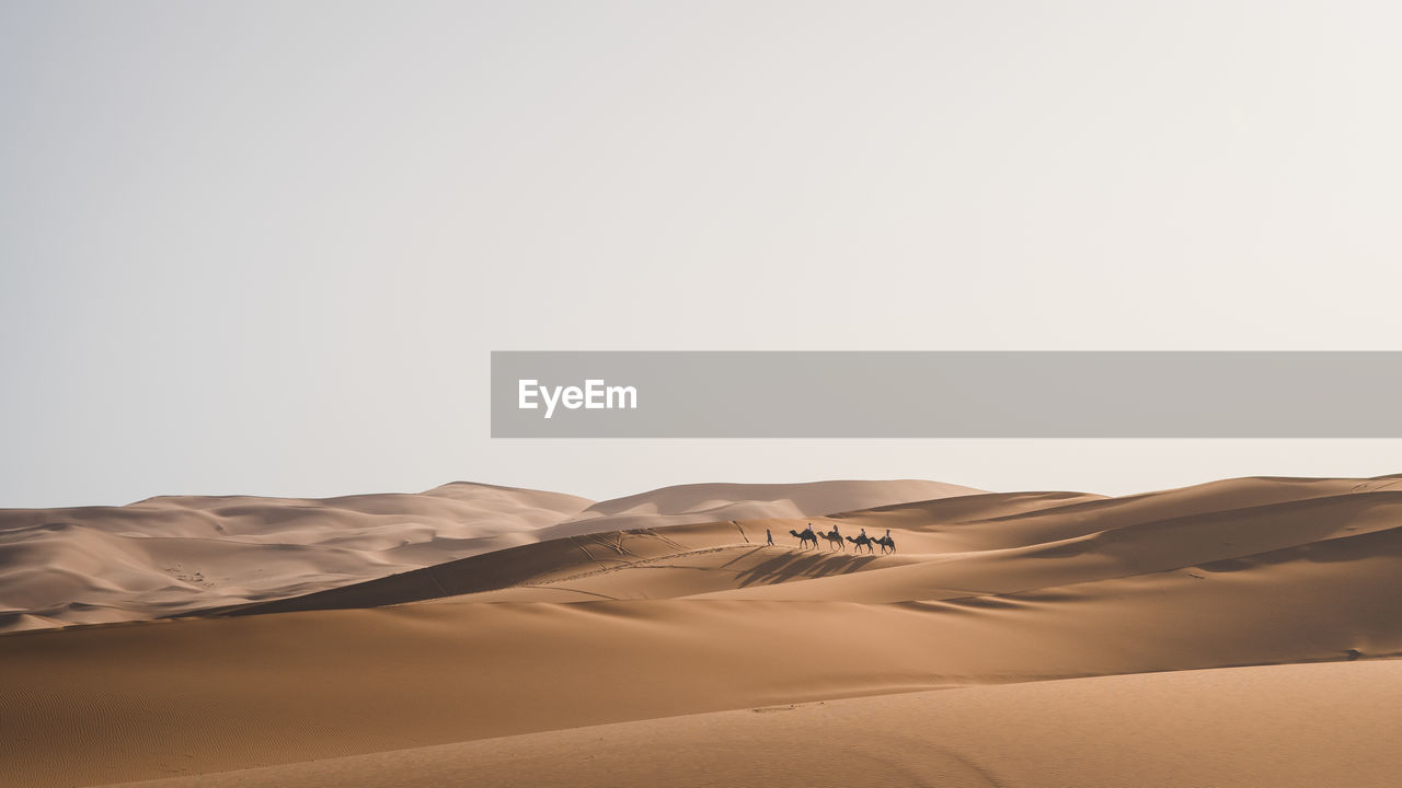People riding camels on desert against clear sky