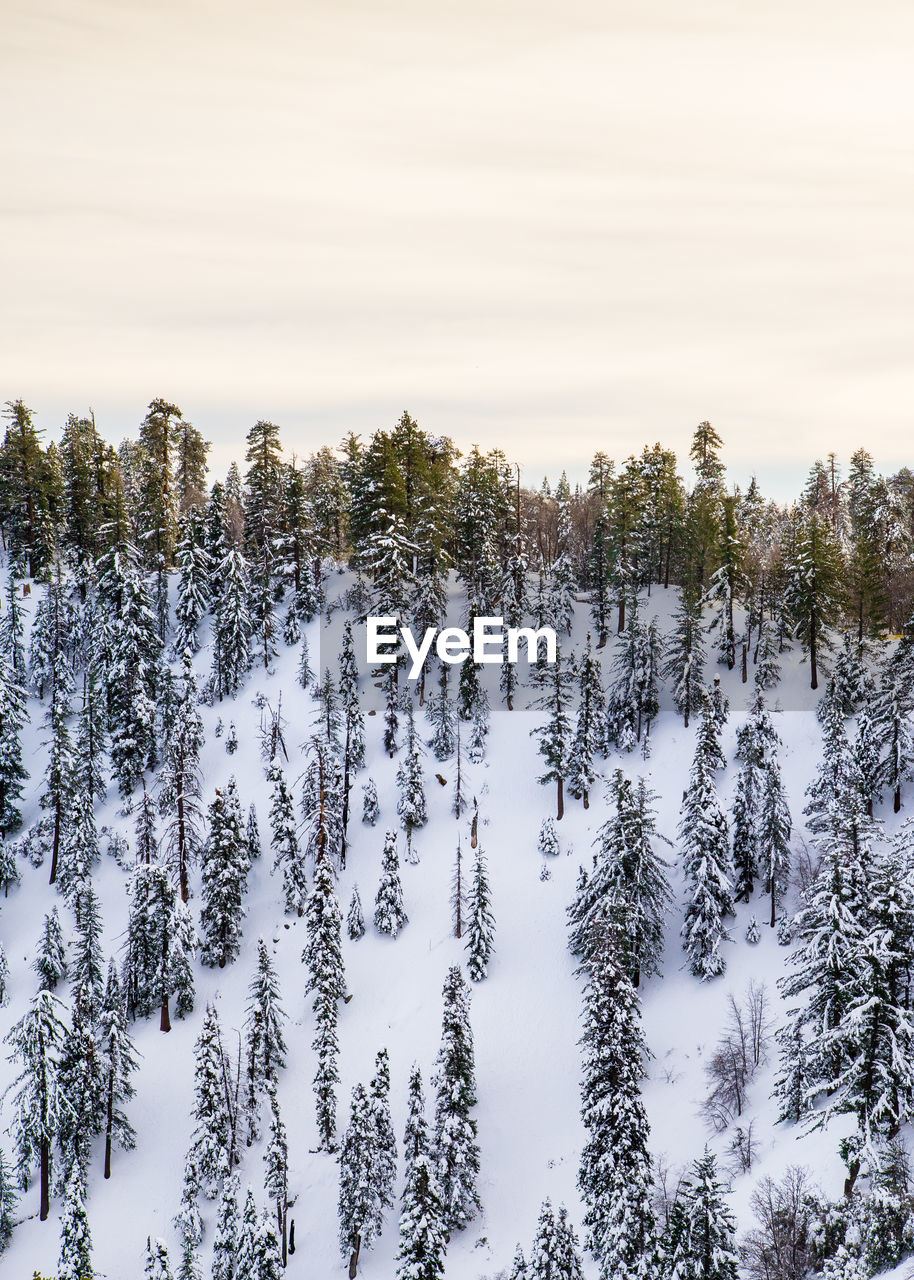 Trees on snow covered mountains against sky
