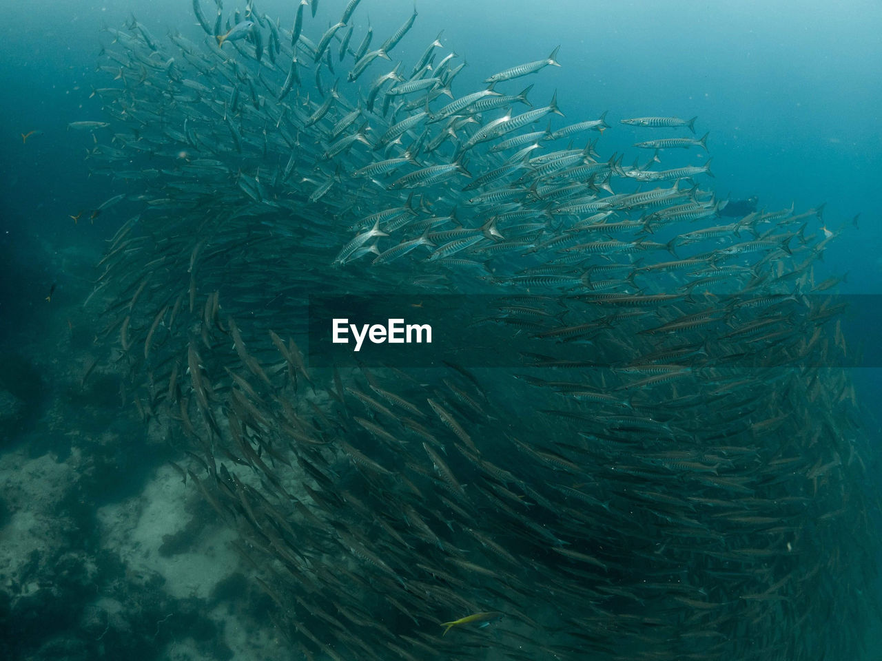 Fish swimming in sea