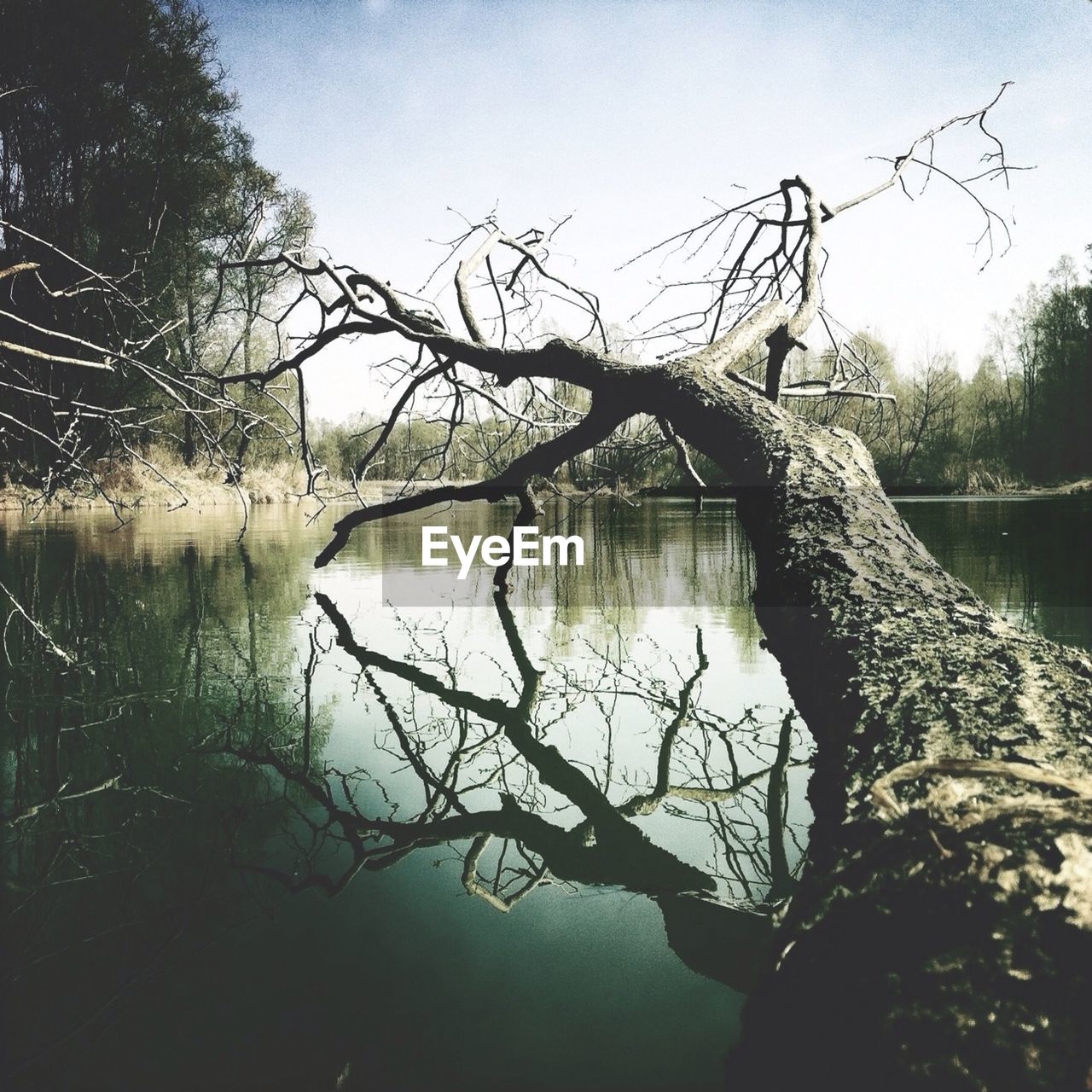 Bare tree lying over river