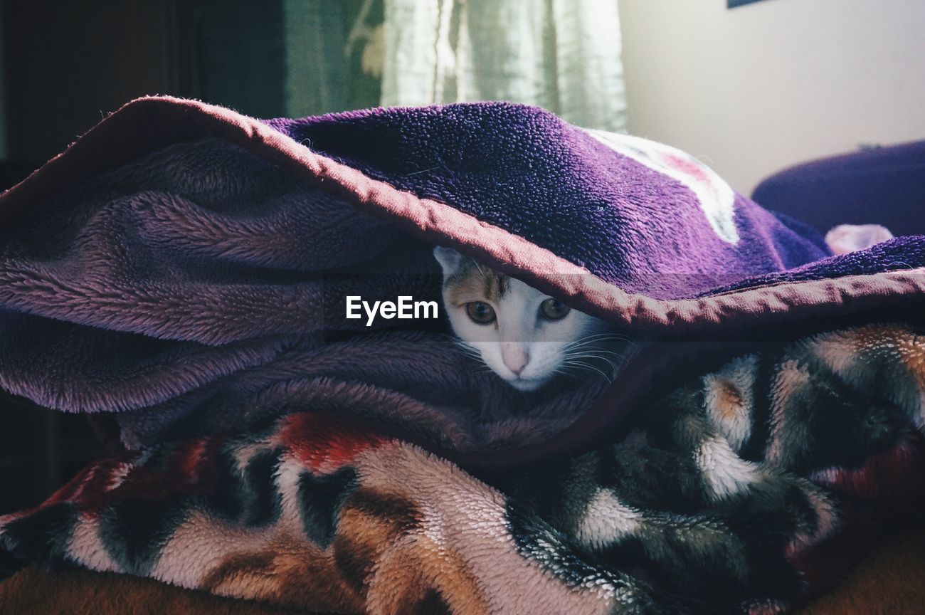Close Up Of Cat Wrapped In Blanket Id 100734492