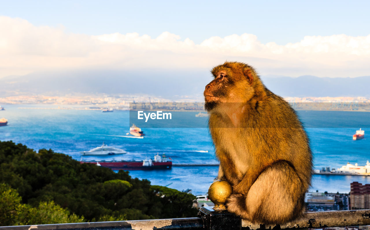 MONKEY SITTING ON A SEA