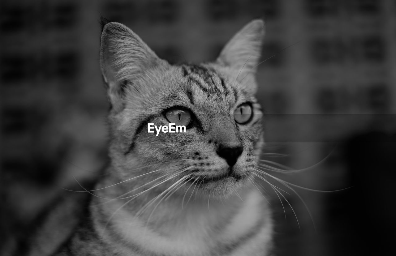 Dark Tiger Cat Animal Themes Black And White Cat Eyeem
