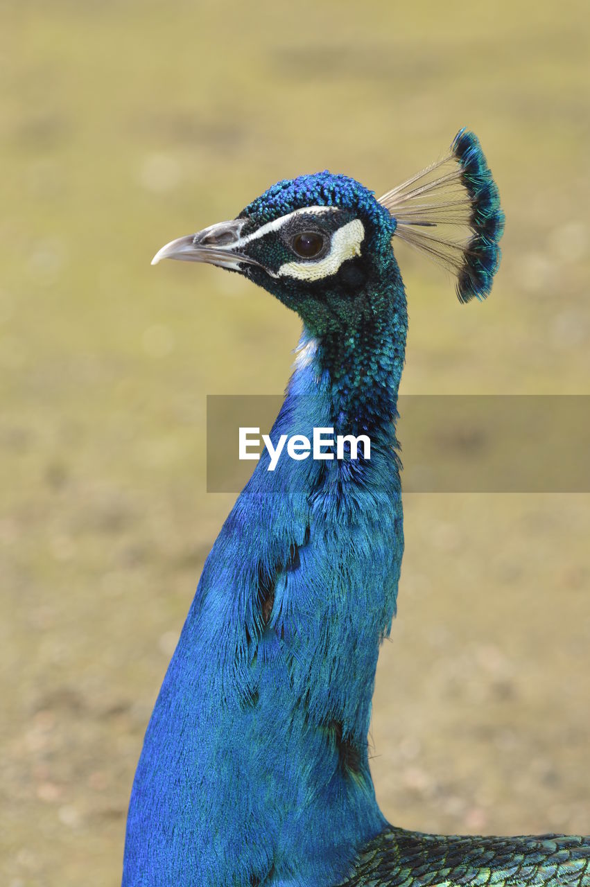 CLOSE-UP OF PEACOCK