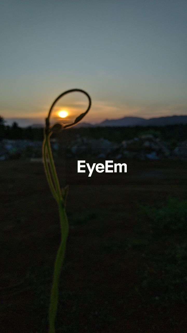 CLOSE-UP OF SILHOUETTE PLANT AT BEACH AGAINST SKY