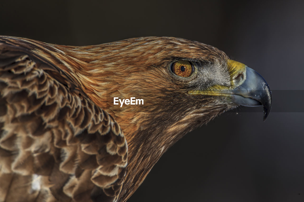 Close-up of eagle
