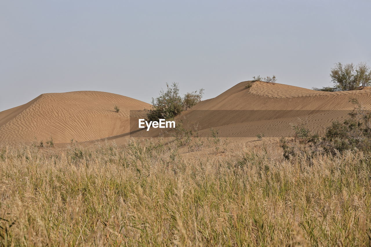SCENIC VIEW OF SAND DUNE AGAINST SKY