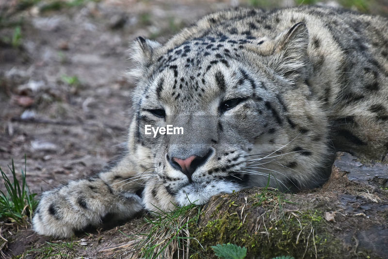 Close Up Of Snow Leopard Relaxing On Rock Id