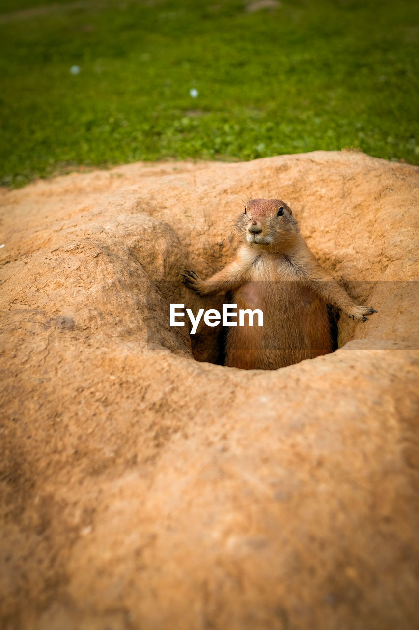 Marmot looking out from its hol
