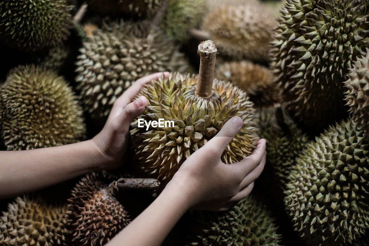 Close-up of hand holding a durian fruit at  night market