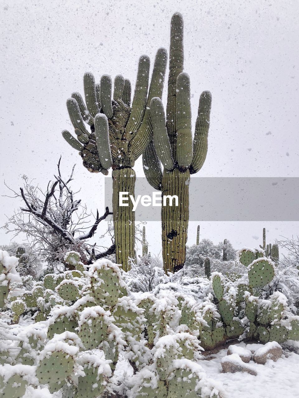 Snow on saguaros