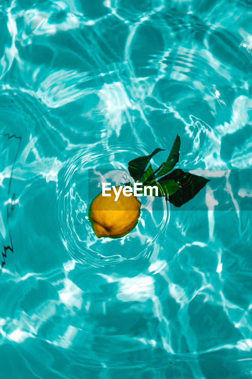 Directly above shot of citrus fruit in swimming pool