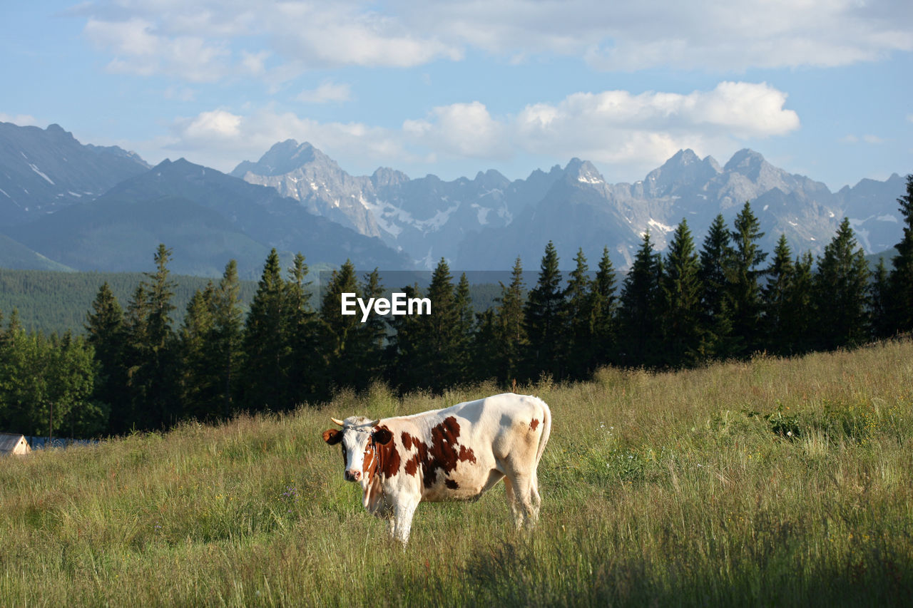 View of cow on landscape against cloudy sky