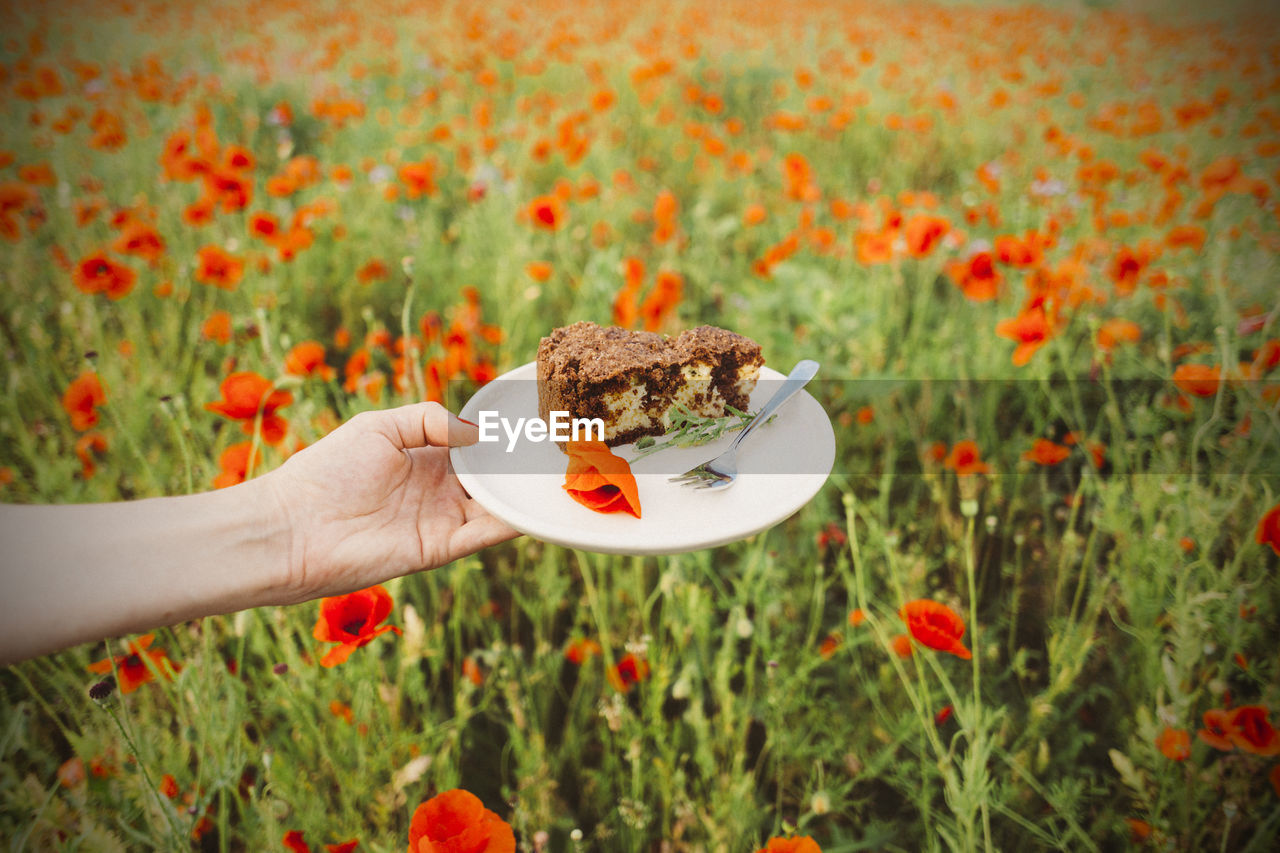 Hand holding plate with piece of cake and red poppy blossom over poppy flower on field