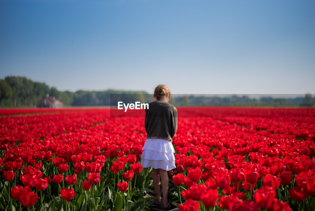 Rear view of girl standing by red tulips