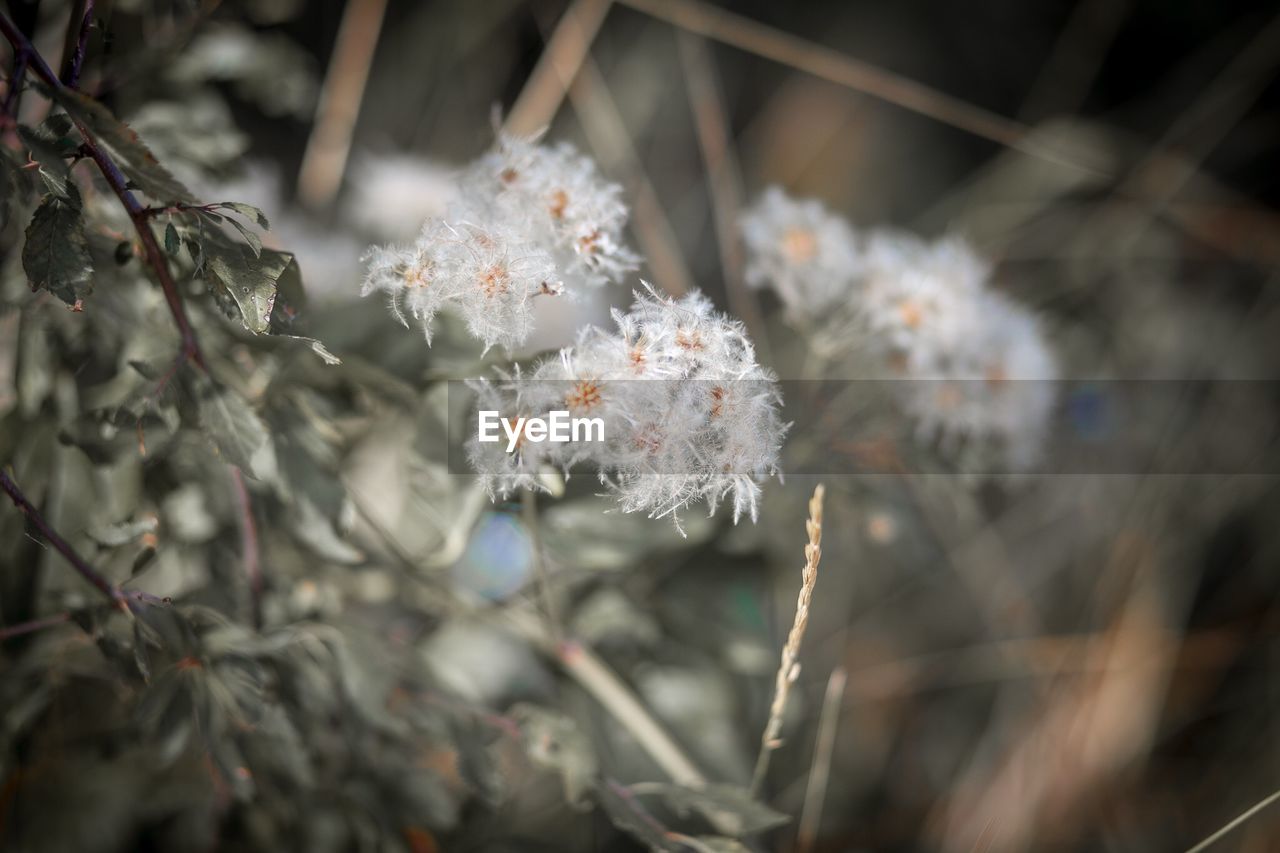 CLOSE-UP OF WHITE FLOWERS ON PLANT