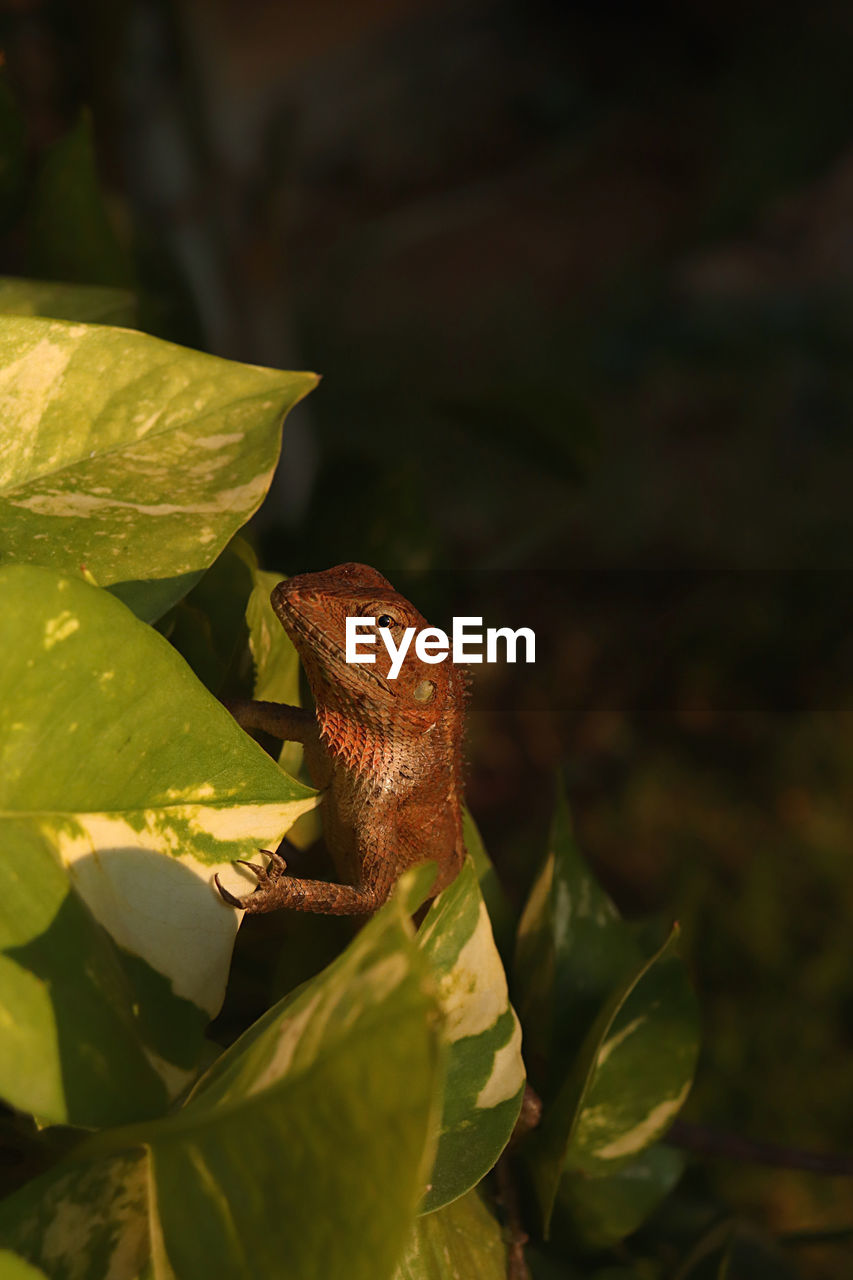 CLOSE-UP OF A LIZARD