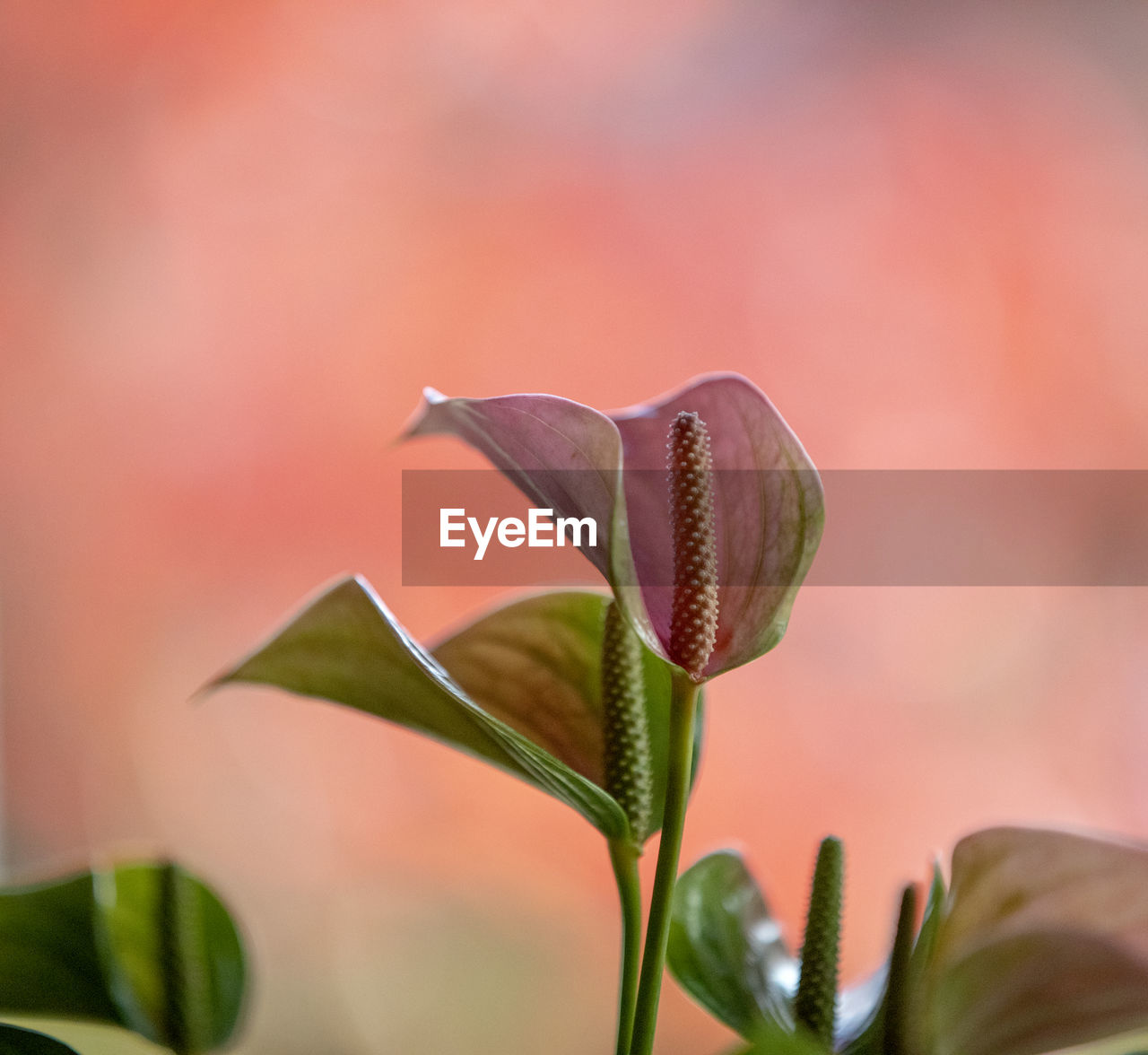 CLOSE-UP OF PINK FLOWER