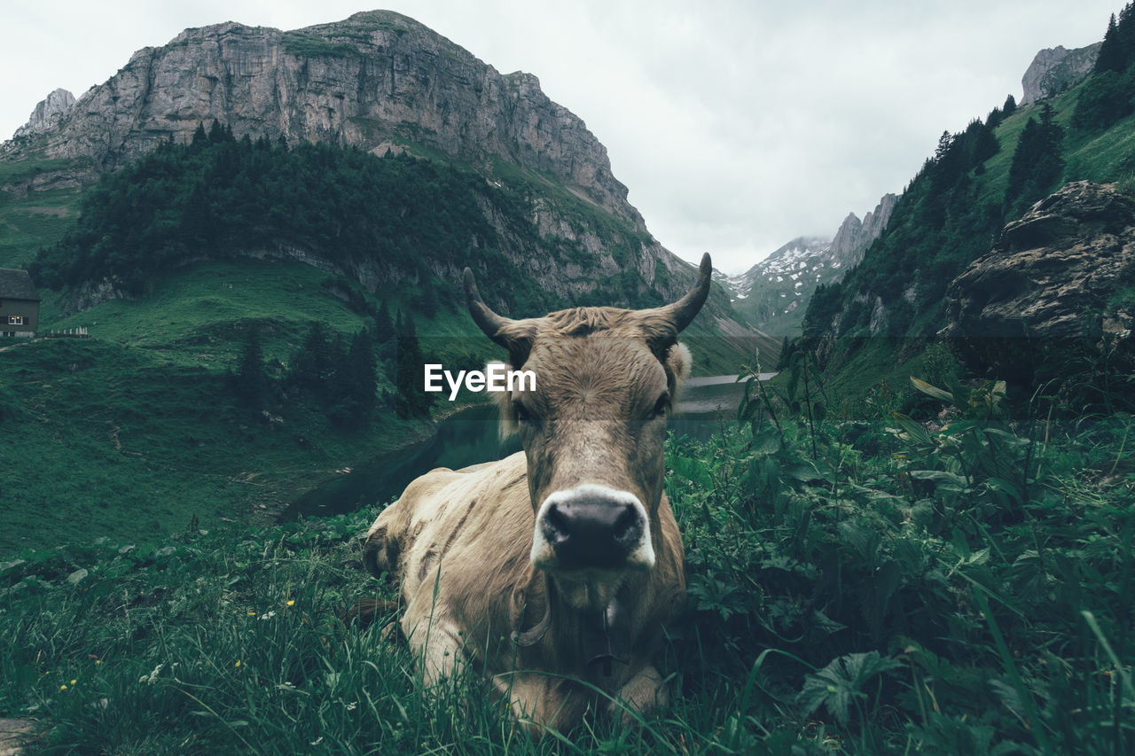 Close-up of a cow in the swiss alps