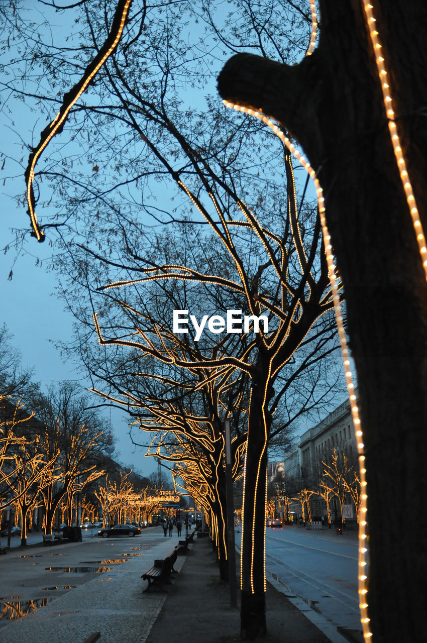 Illuminated string lights on bare trees