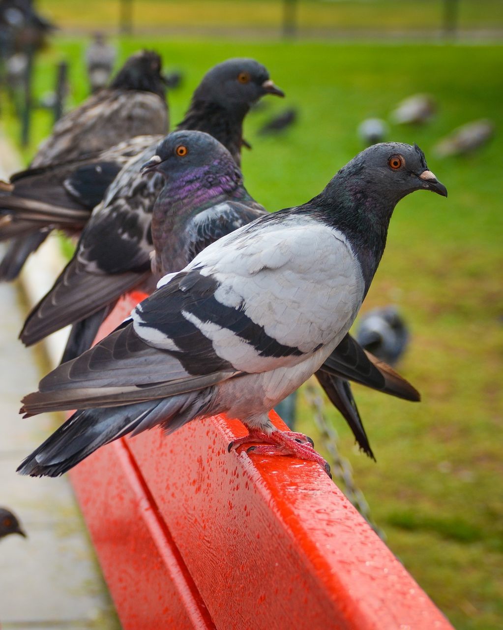 Pigeon perching on wet metal