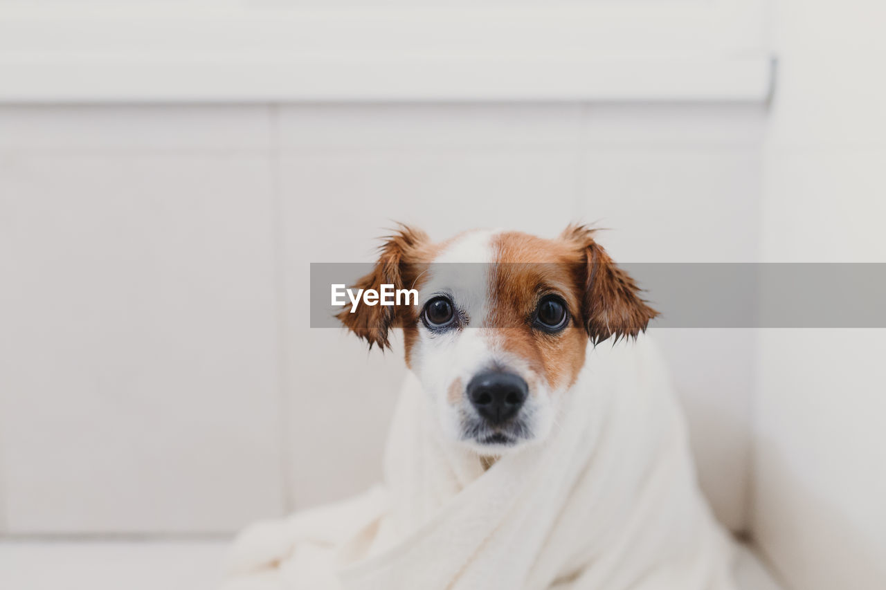 Cute Lovely Small Dog Wet In Bathtub Young Woman On Eyeem